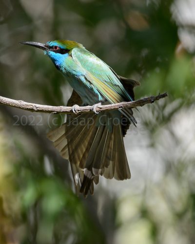 20151128_home birds_DSC7854 20151128_home birds_DSC7854